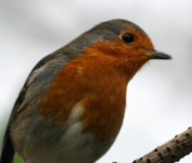 MartinMere2_0456