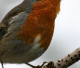 MartinMere2_0461