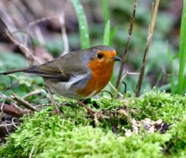 MartinMere2_0467