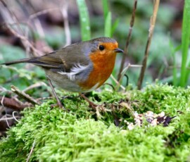 MartinMere2_0470