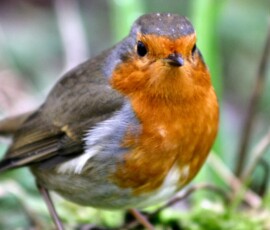 MartinMere2_0477