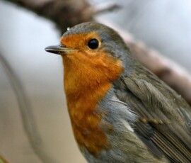 MartinMere2_0492