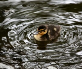 MartinMere5_0251