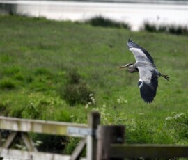MartinMere5_0751
