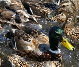 MartinMere6_0267