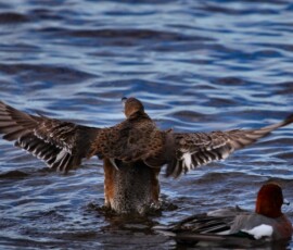 Martin_Mere3_0198