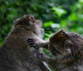 Monkey_0014
