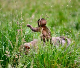 Monkey_0037