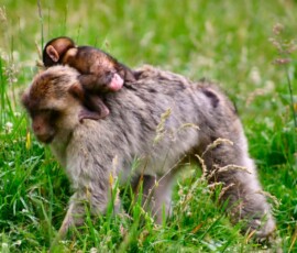Monkey_0039