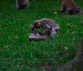 Monkey_0211