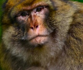 Monkey_0411