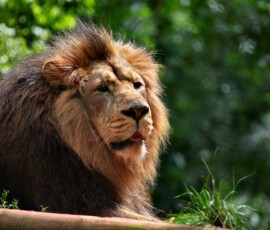 PaigntonZoo_0209