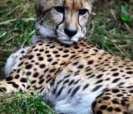 PaigntonZoo_0602