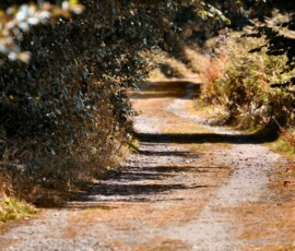 Pensthorpe_0419