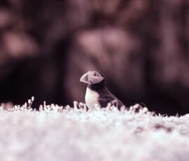 Skomer2__B__0044