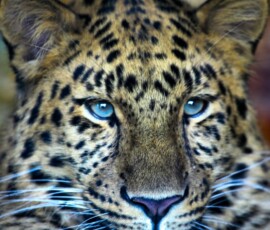 Twycross_Zoo_0480