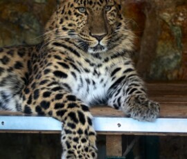 Twycross_Zoo_0492