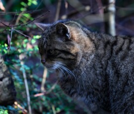 Twycross_Zoo_1182