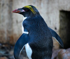 Twycross_Zoo_1380