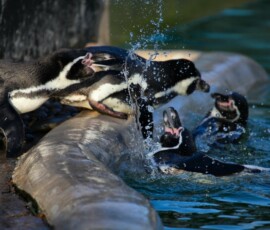 Twycross_Zoo_1461