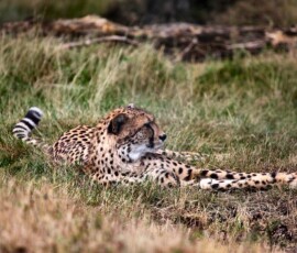 WMSP_2573