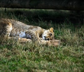 WMSP_2663