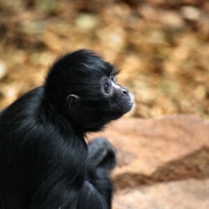 ChesterZoo15_0060