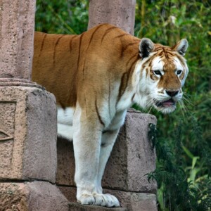 IoWZoo_1196