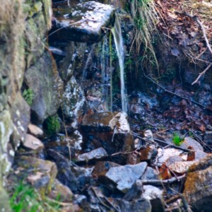 Lyme_0249