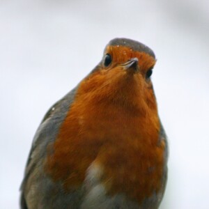 MartinMere2_0453