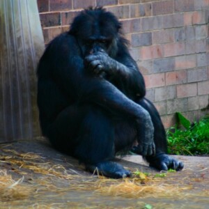 ChesterZoo3_603