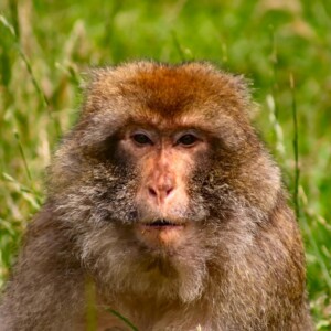Monkey_0345