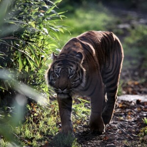 ChesterZooTigers_0011