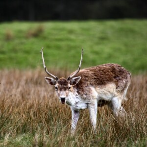 LymeParkAgain_0468