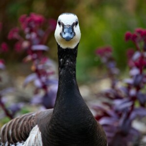 Pensthorpe_0028