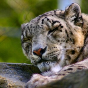 Marwell_Zoo_0575