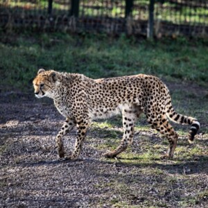 Chester_Zoo_5_1995