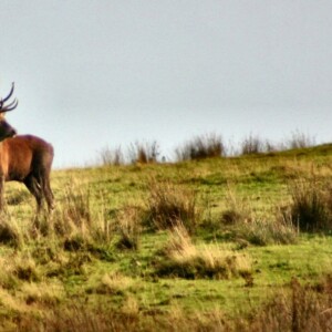 DeerWS_0459