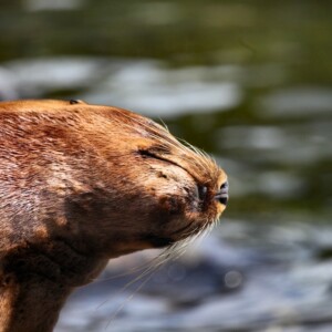 ColchesterZoo_2630