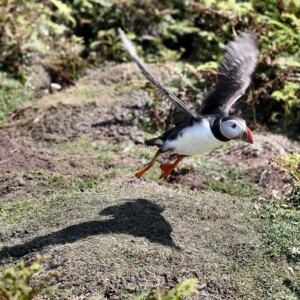 Skomer_Day3_0121