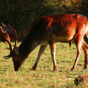 DeerDeer_0130