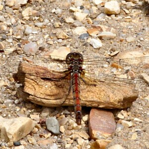 BrownseaIsland_0125
