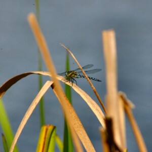 LondonWWT_351