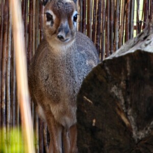 ChesterZoo8_2025