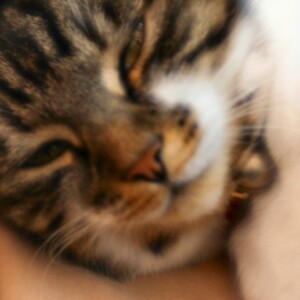 TessLB_002