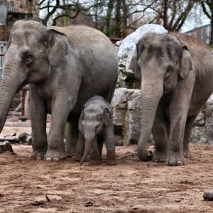 ChesterZoo14_0023