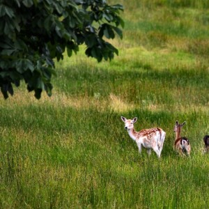 LymeParkDeerCalfWalk_0510