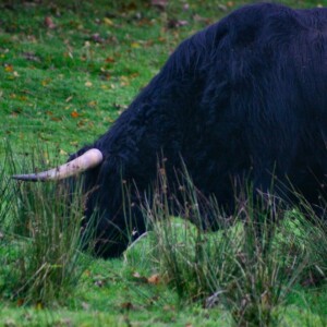 DeerRut_081