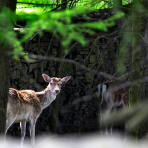 LyneParkDeer_0009