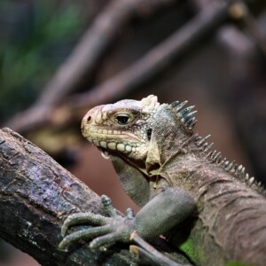 ChesterZoo12_0028
